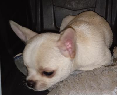 Chihuahua cucciolo maschio con pedigree ENCI - Foto 6