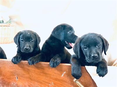 Cicvioli di Labrador di 40 gg tutti