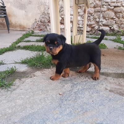 Cuccioli di Rottweiler
