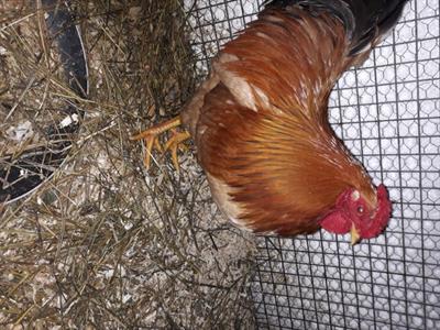 Galli e gallina nana