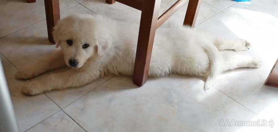 Cucciolo Pastore Razza Maremmano Abruzzese - Cani a Palermo
