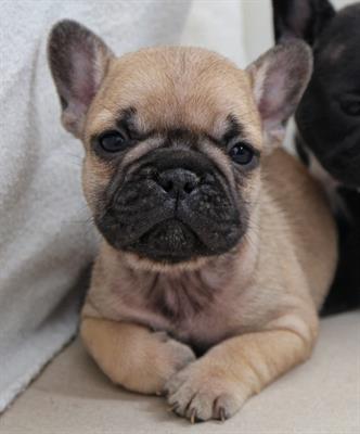Bulldog francese