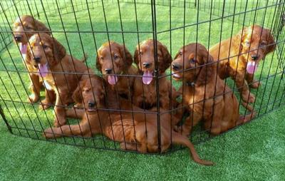 Cuccioli setter irlandesi