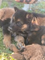 Cuccioli di Pastore Tedesco