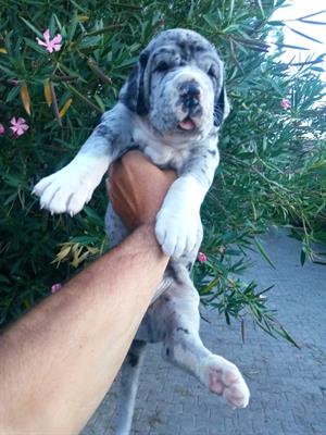Cucciolo di alano